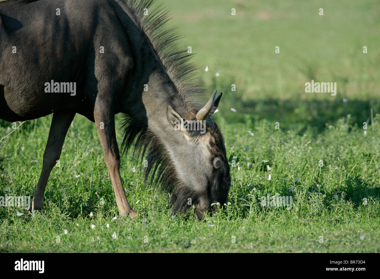 Blue GNU (Connochaetes taurinus) di pascolare su erba verde con farfalle, Sud Africa Foto Stock