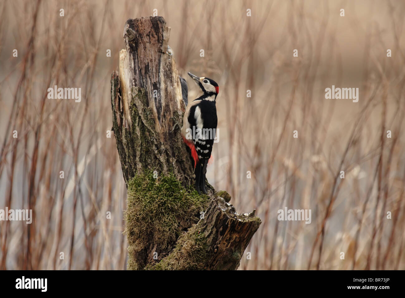 Picchio rosso maggiore (Dendrocopos major) seduti su un ceppo di albero Foto Stock