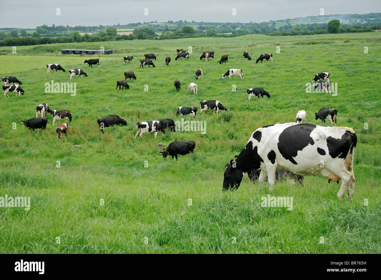 Il frisone (Holstein) vacche da latte di pascolare su lussureggianti e verdi pascoli Foto Stock
