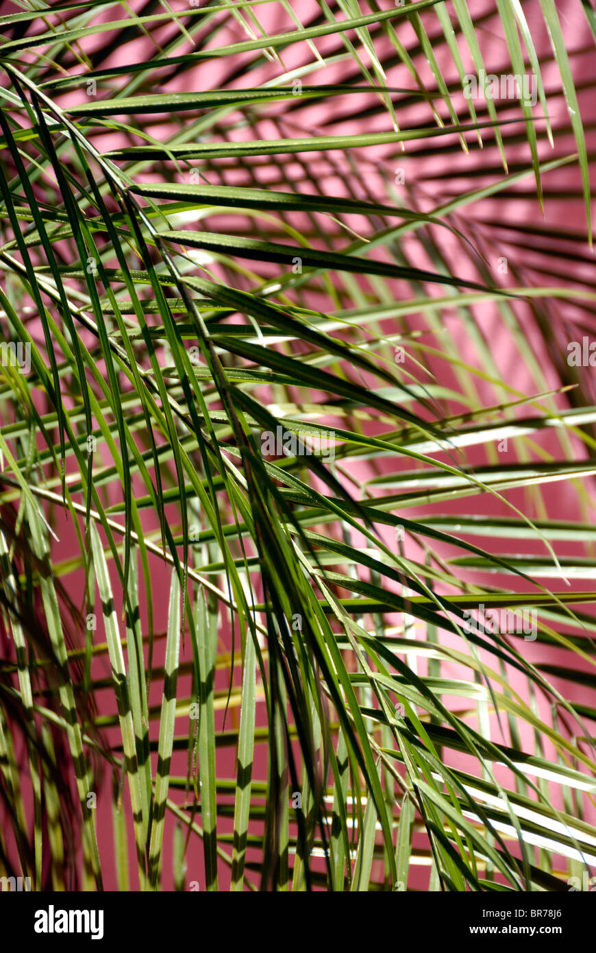 Foglie di palma intrecciate immagini e fotografie stock ad alta risoluzione  - Alamy