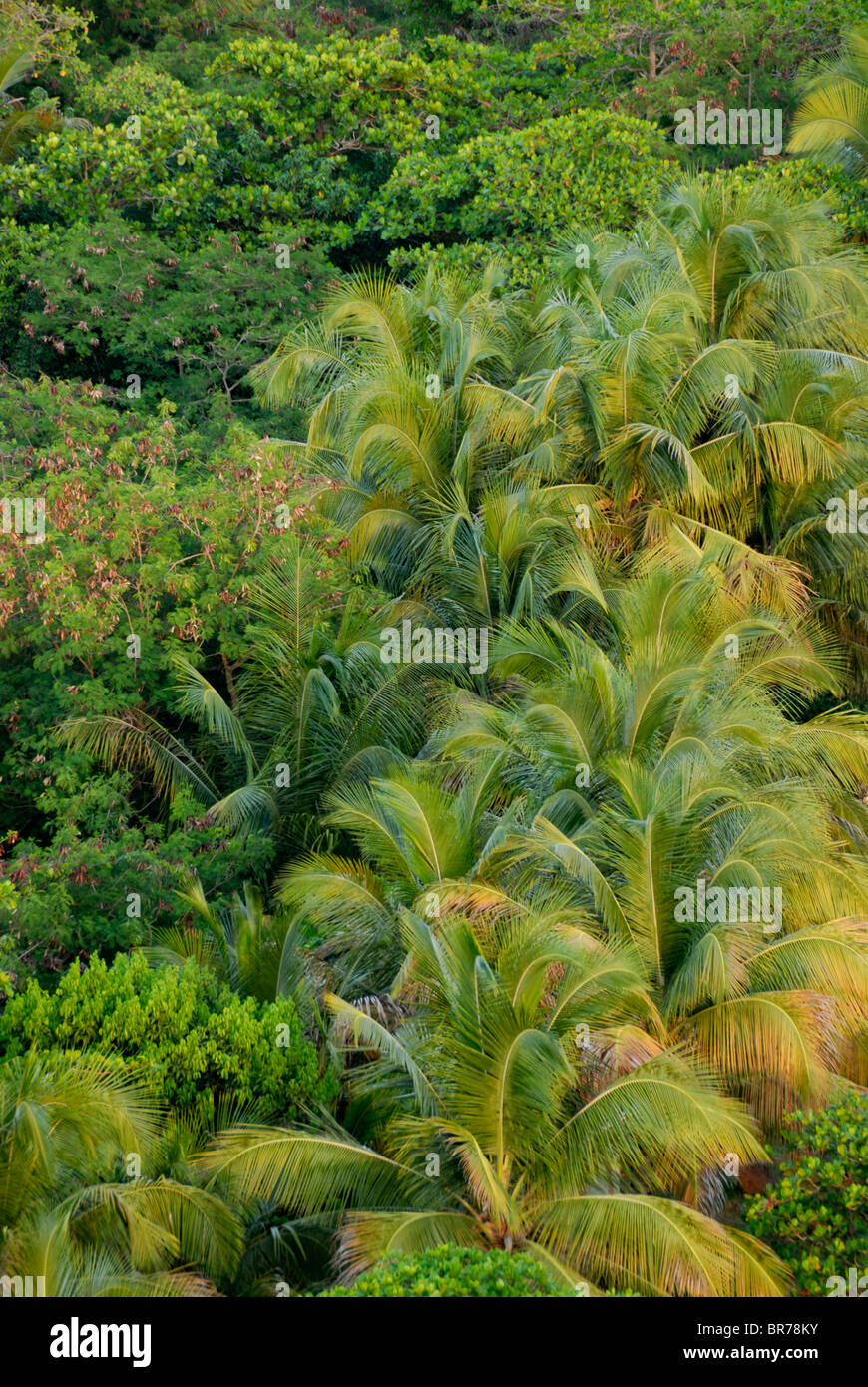 Cime di alberi misti, Luquillo, Puerto Rico Foto Stock