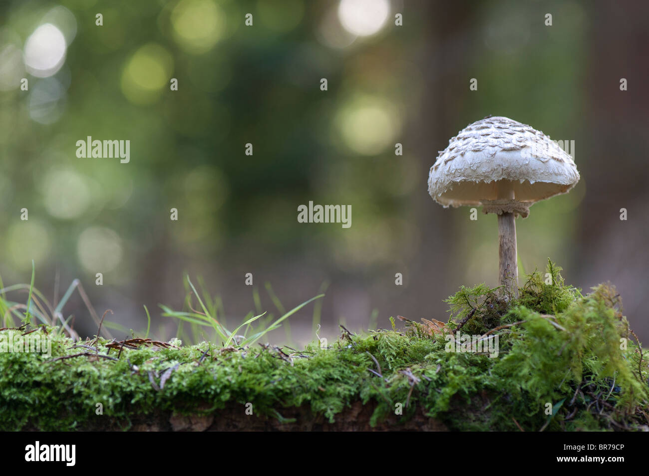 Chlorophyllum rhacodes. Shaggy parasol fungo in un bosco. Regno Unito Foto Stock