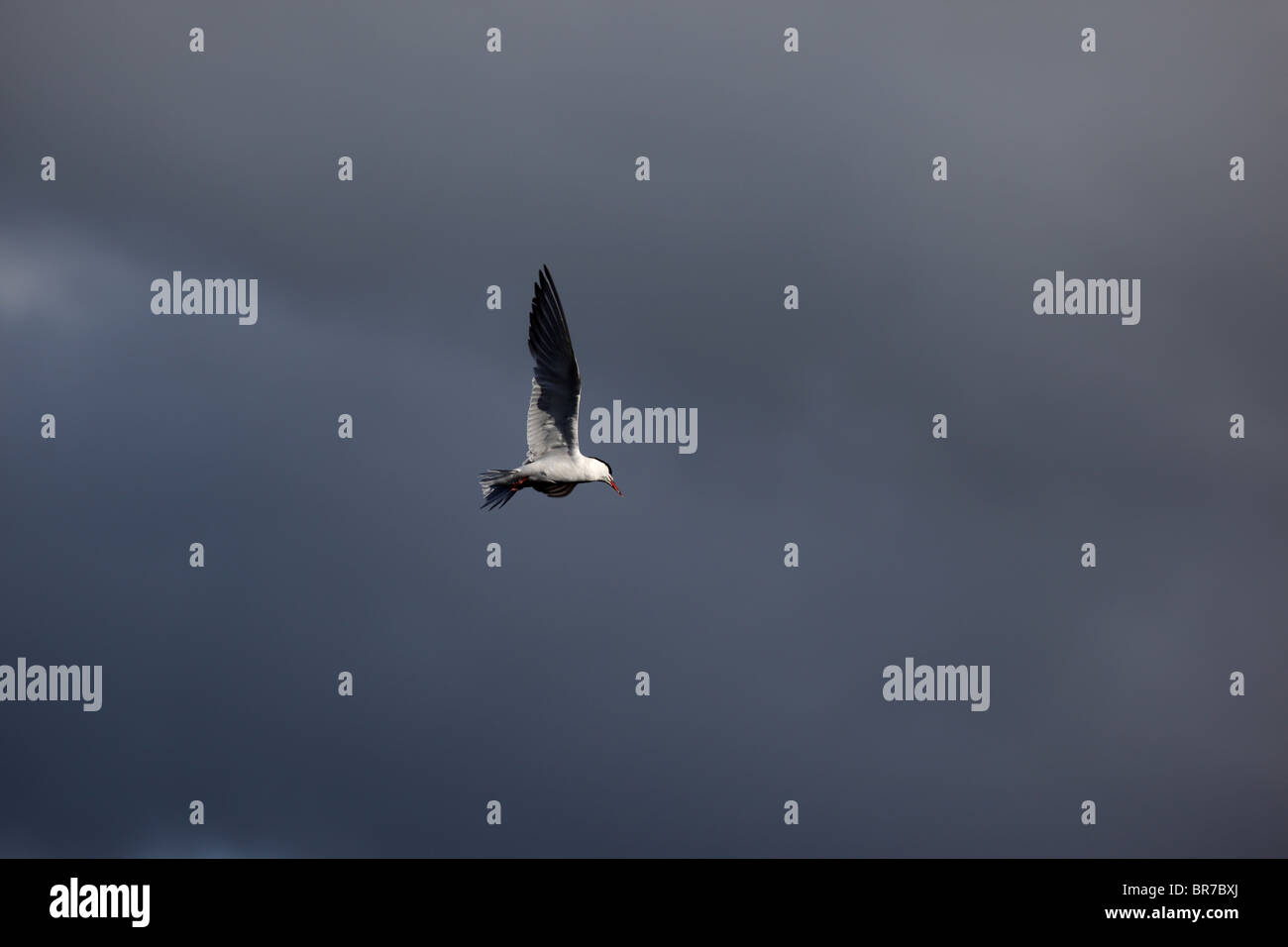 Un comune tern battenti contro un buio cielo velato, su un viaggio di birdwatching Foto Stock