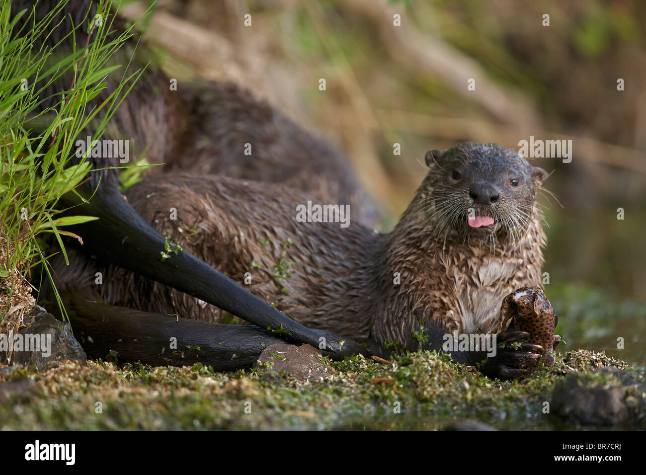 Lontra di fiume (Lutra canadensis) alimentazione su Tagliagole Trote (Oncorhynchus clarkii) - Wyoming USA Foto Stock