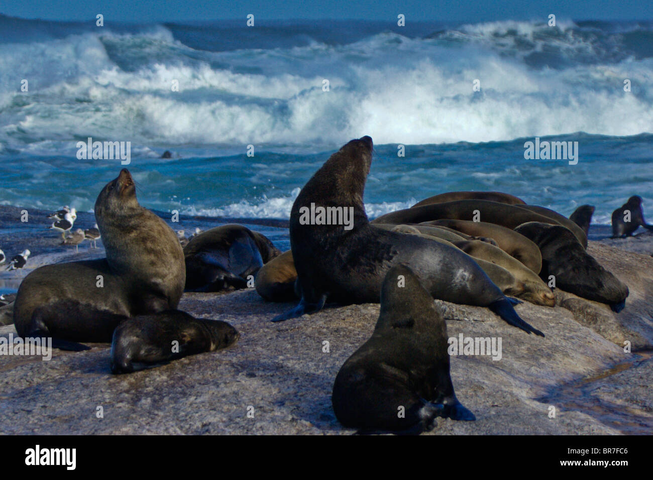 Capo le foche sulle rocce, Sud Africa Foto Stock