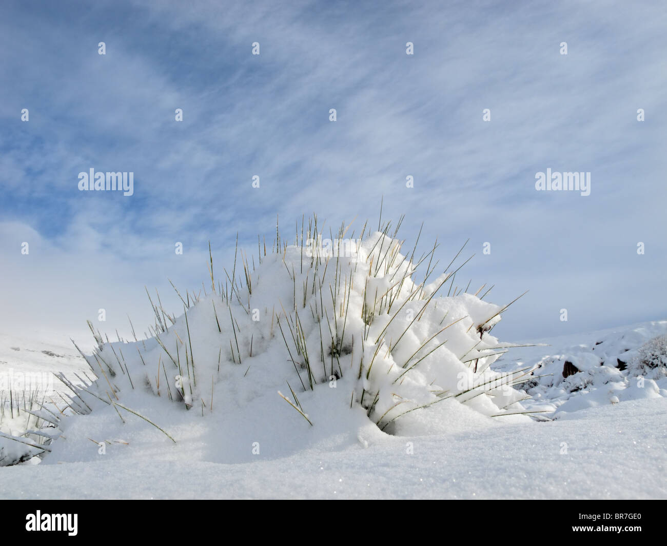 Un ciuffo di erba ricoperta di neve contro un cielo blu con nuvole Foto Stock