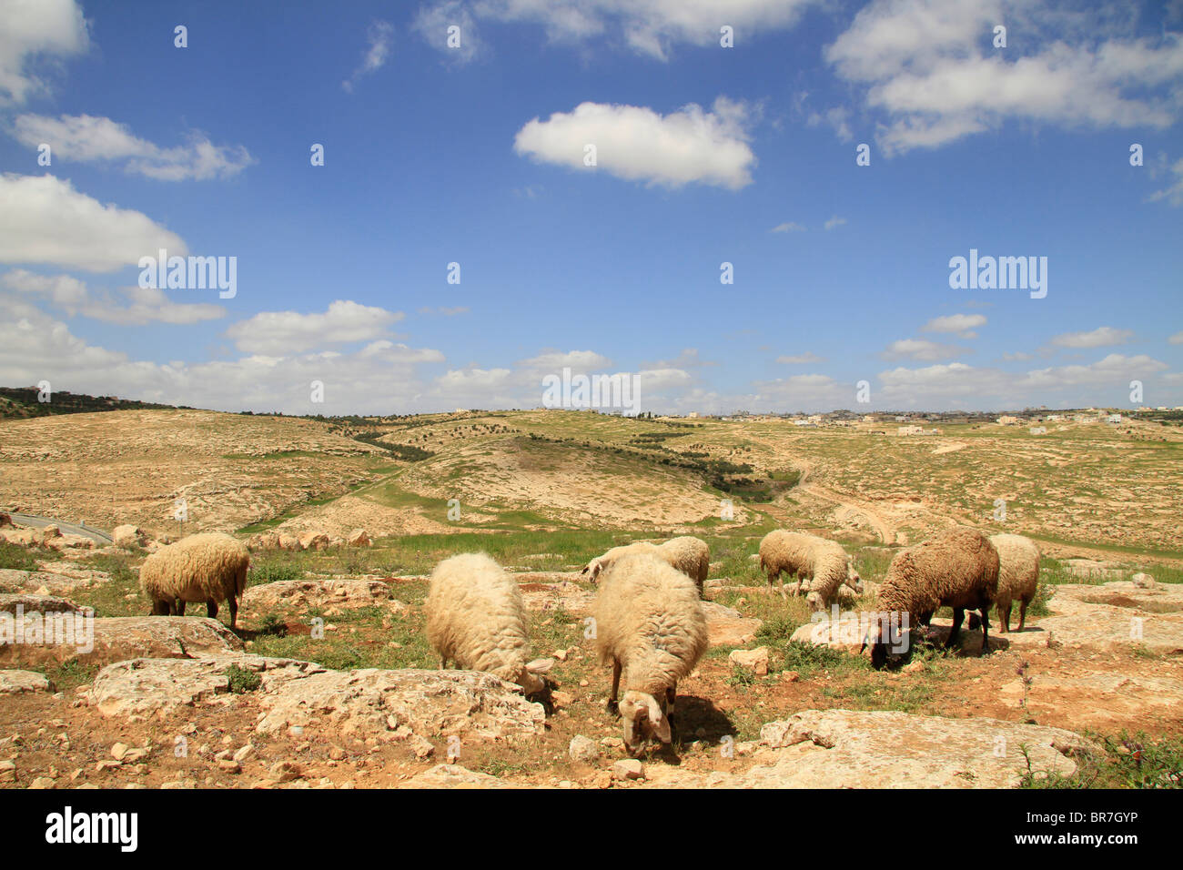 La giudea, sud della montagna di Hebron, un gregge di pecore in prossimità del Carmelo biblico Foto Stock