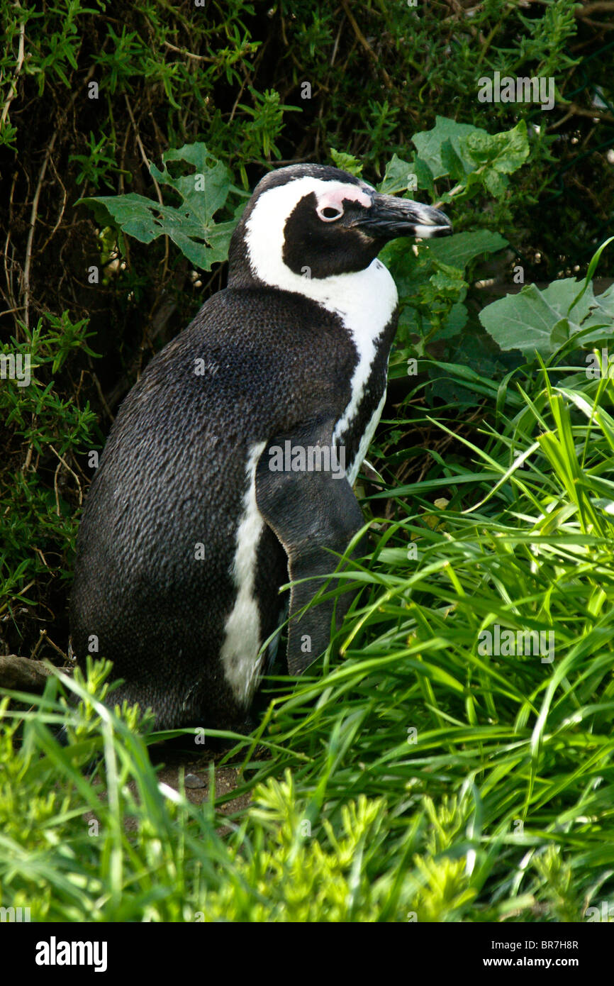 Africano (jackass, nero-footed) penguin, Sud Africa Foto Stock