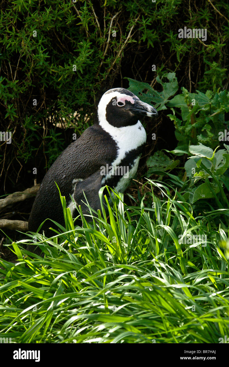 Africano (jackass, nero-footed) penguin, Sud Africa Foto Stock