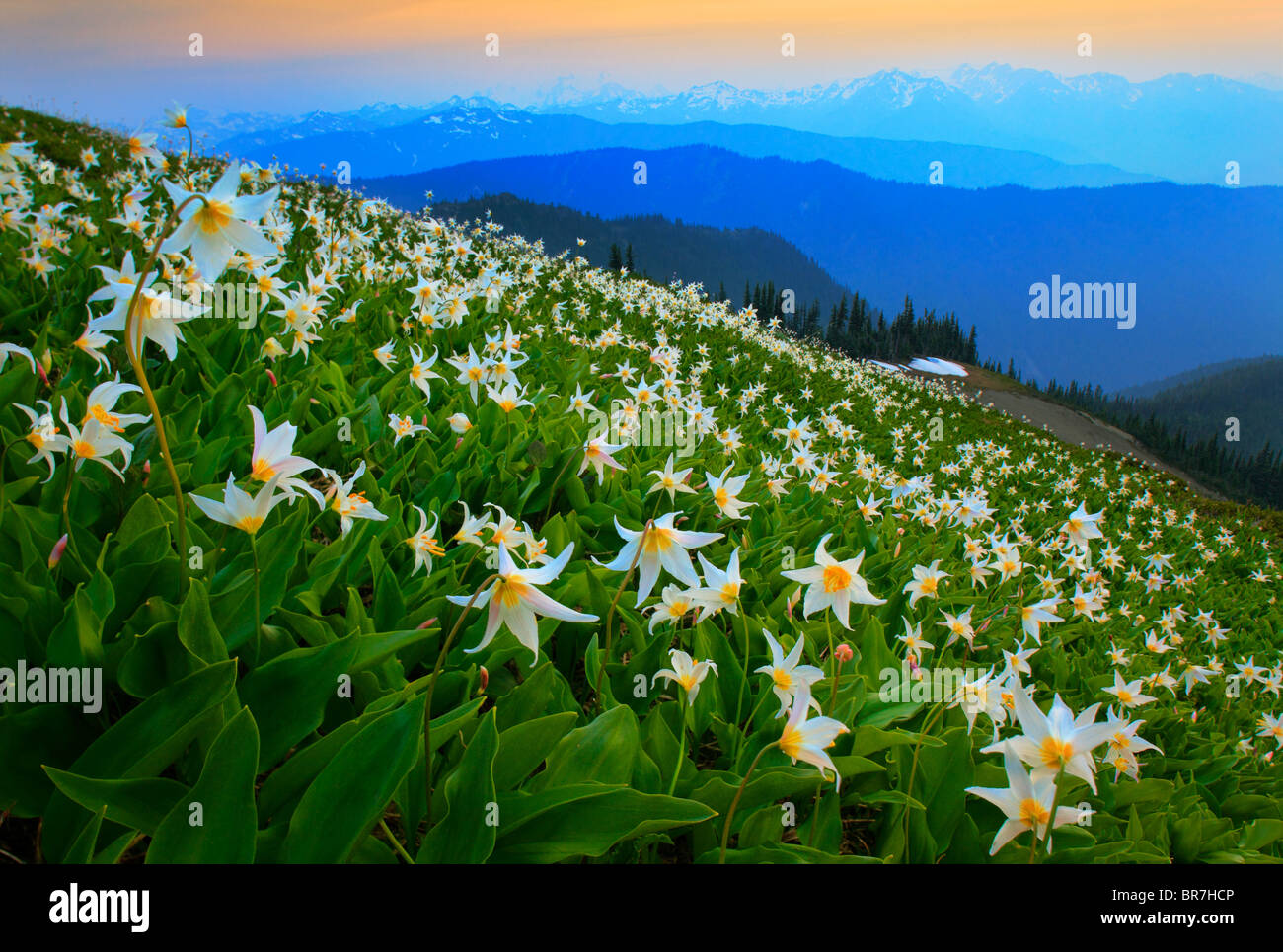 Gigli di valanghe lungo Hurricane Ridge, nello stato di Washington, il Parco Nazionale di Olympic Foto Stock