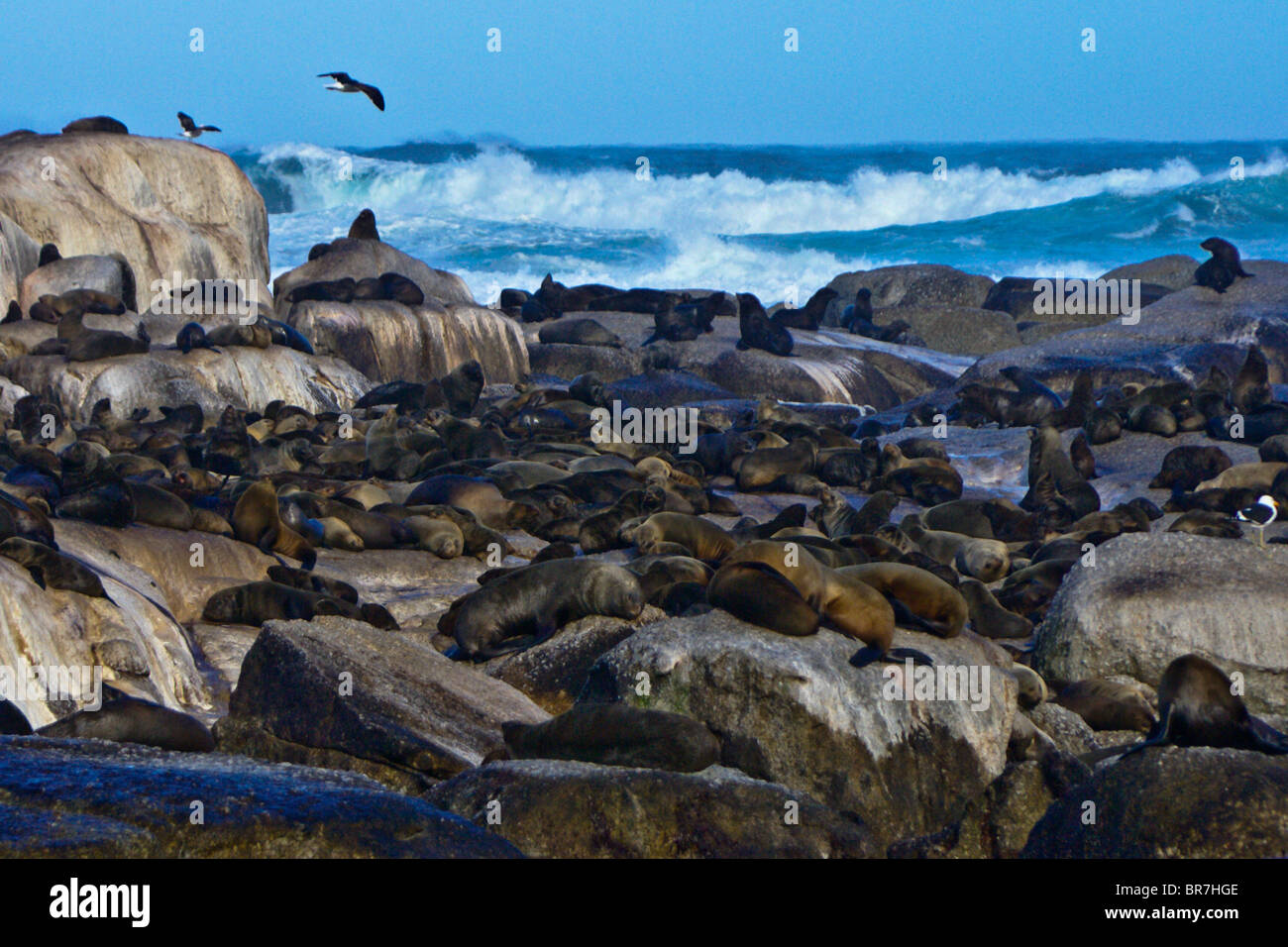 Capo le foche sulle rocce, Sud Africa Foto Stock