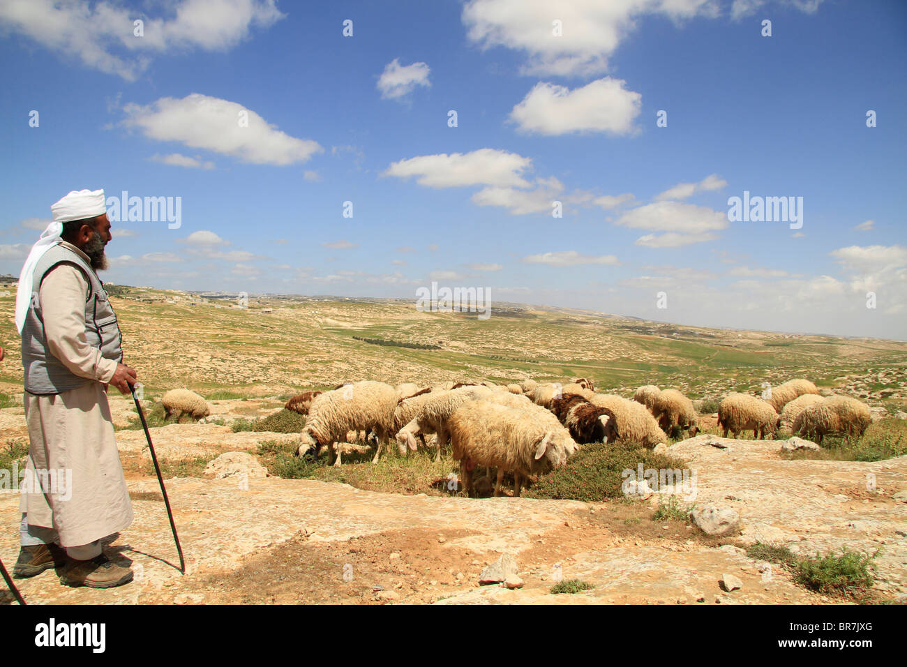 La giudea, sud della montagna di Hebron, un gregge di pecore in prossimità del Carmelo biblico Foto Stock