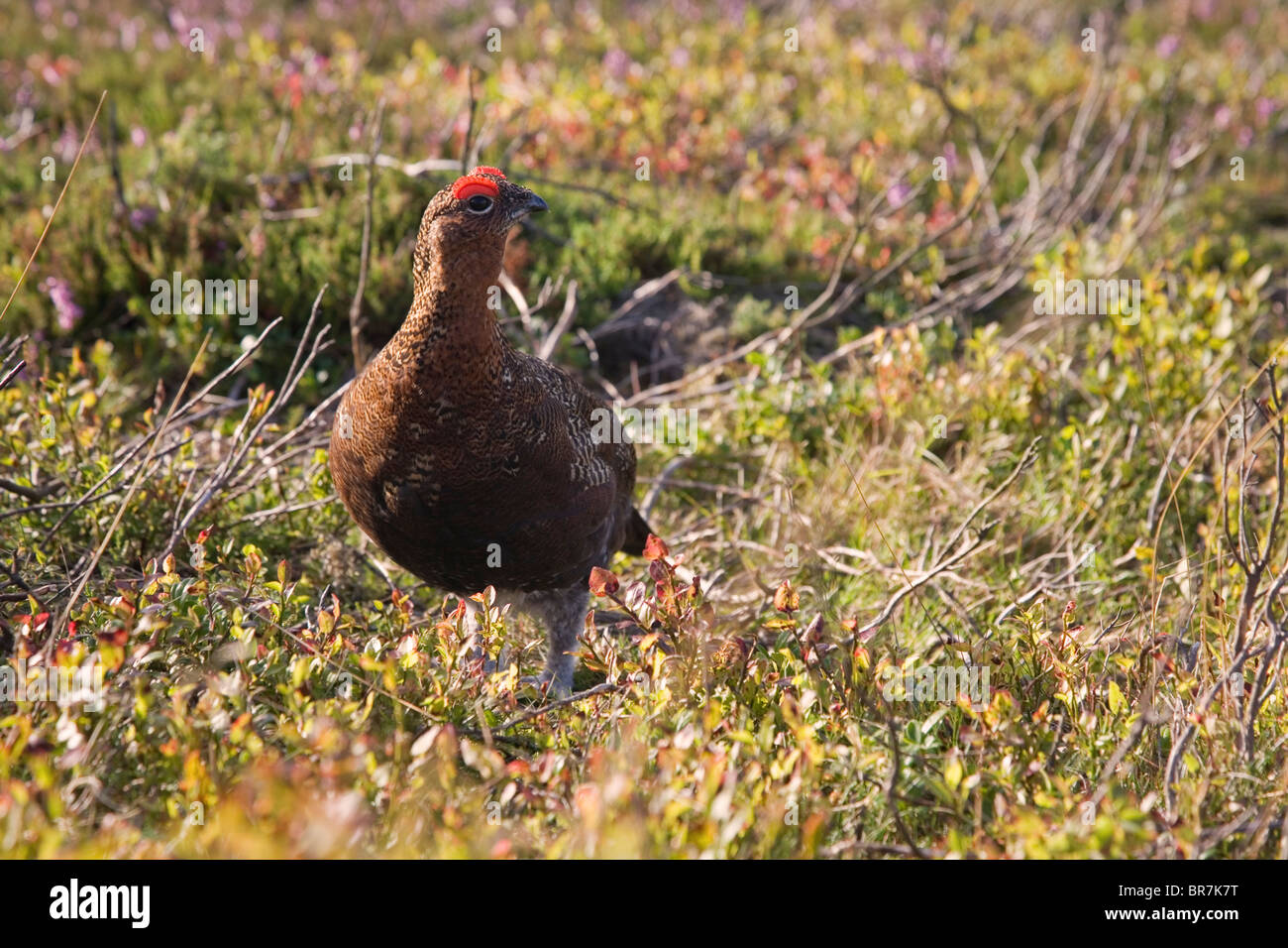 Il Red Grouse Lagopus Lagopus visto qui su Heather Moorland a bordo Derwent nel Derbyshire Peak District UK Foto Stock