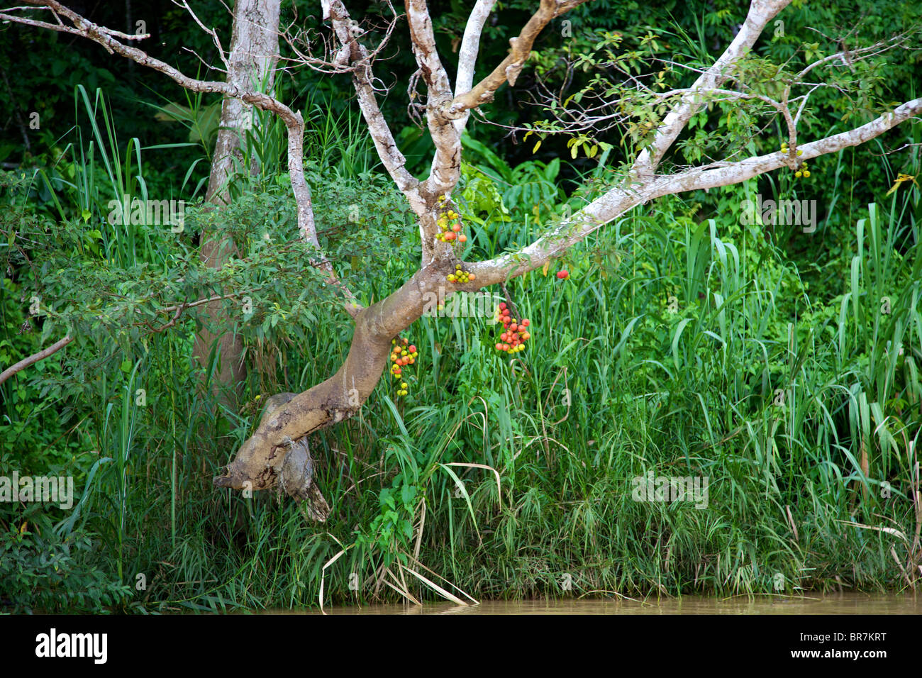 Borneo 2010 Foto Stock