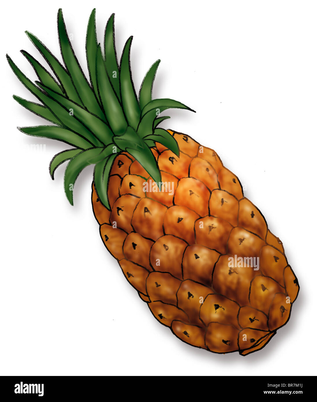 Una illustrazione di un ananas Foto Stock