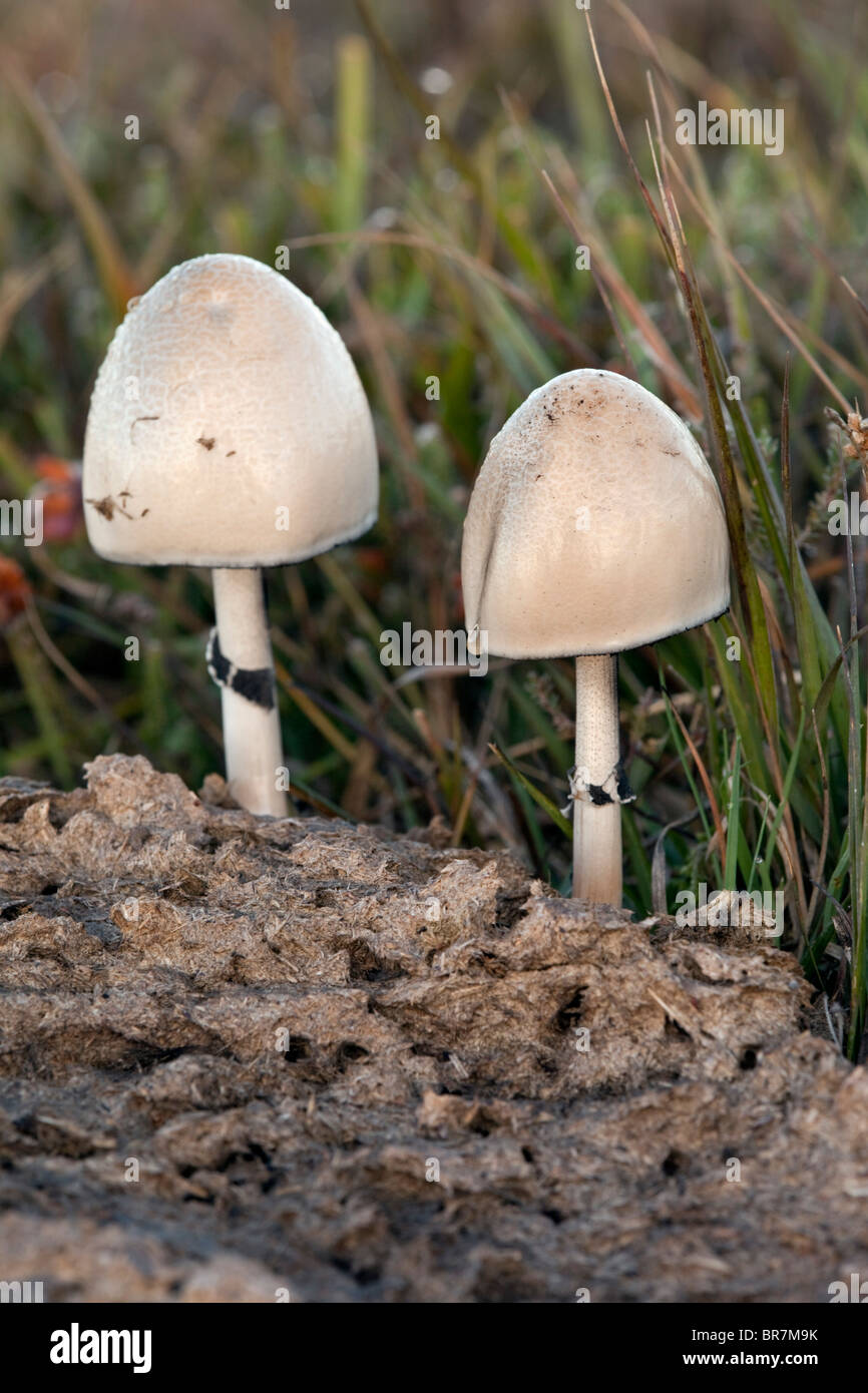 Sterco di venature-gill; Panaeolus semiovatus; funghi; Croft Pascoe NNR; Cornovaglia Foto Stock