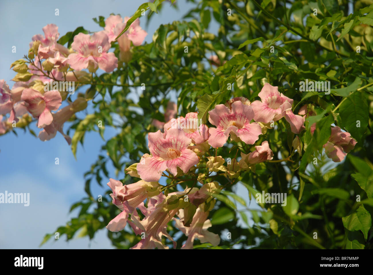 Rosa vitigno a campana, Bignonia - in fiore, Spagna Foto Stock