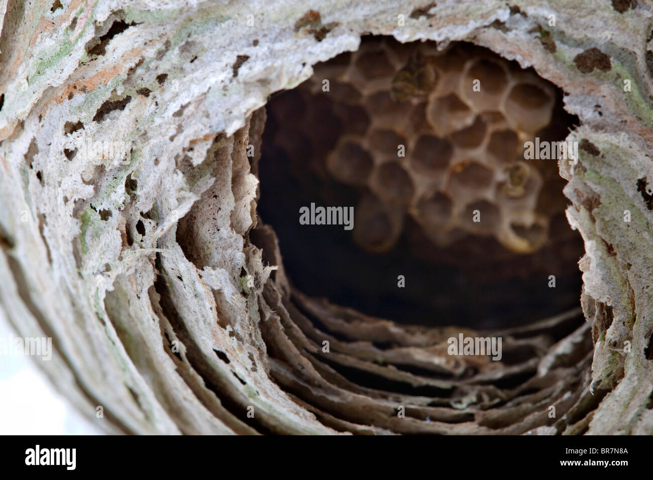 Nido di vespe; Dolichovespula saxonica; in un capannone; Cornovaglia Foto Stock