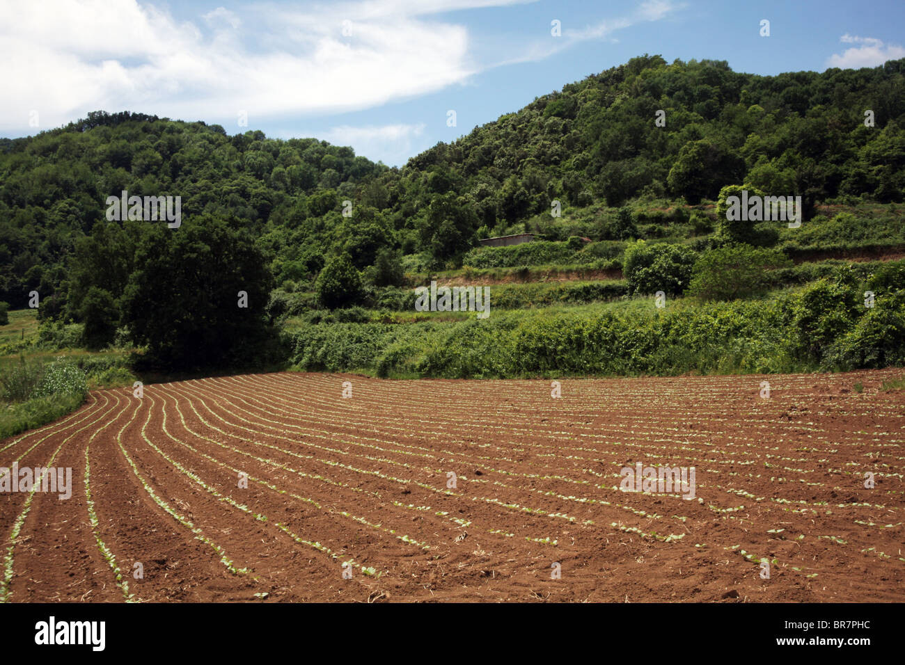 Colture in zona vulcanica del Parco Nazionale vicino a Olot in La Alta Garrotxa Comarca provincia di Girona Catalogna Spagna Foto Stock