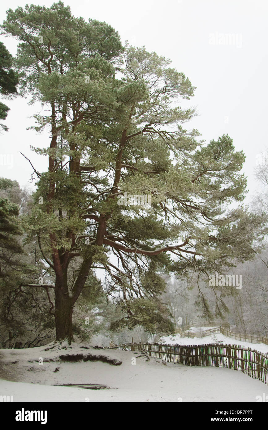 Unica coperta di neve tree Foto Stock