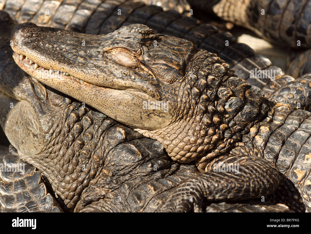 Giovani alligatori sdraiati al sole. Foto Stock