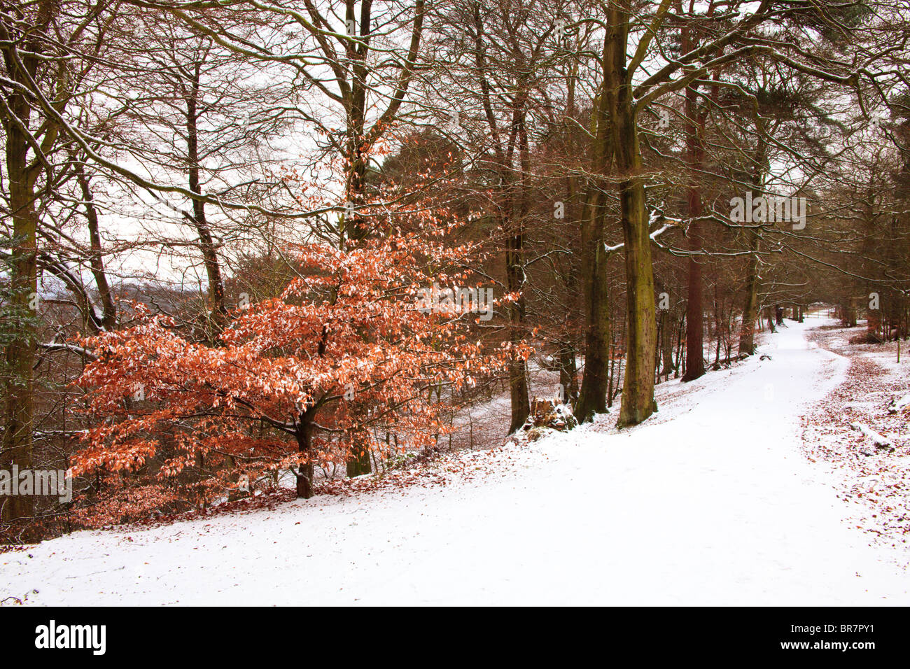 Scena invernale che mostra la neve copre una zona boschiva vicino a Alderley Edge nel Cheshire Regno Unito Foto Stock