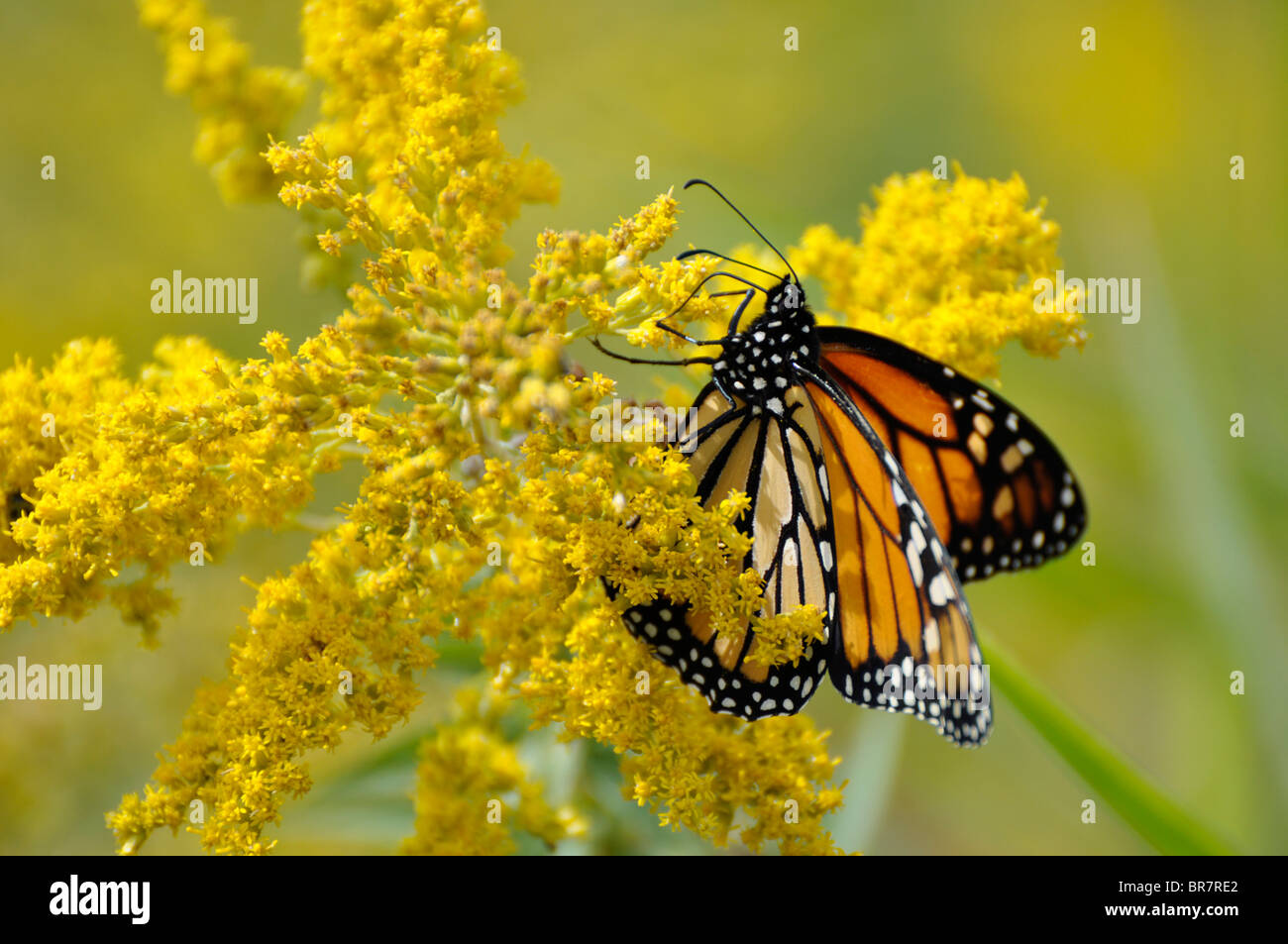 Farfalla monarca Foto Stock