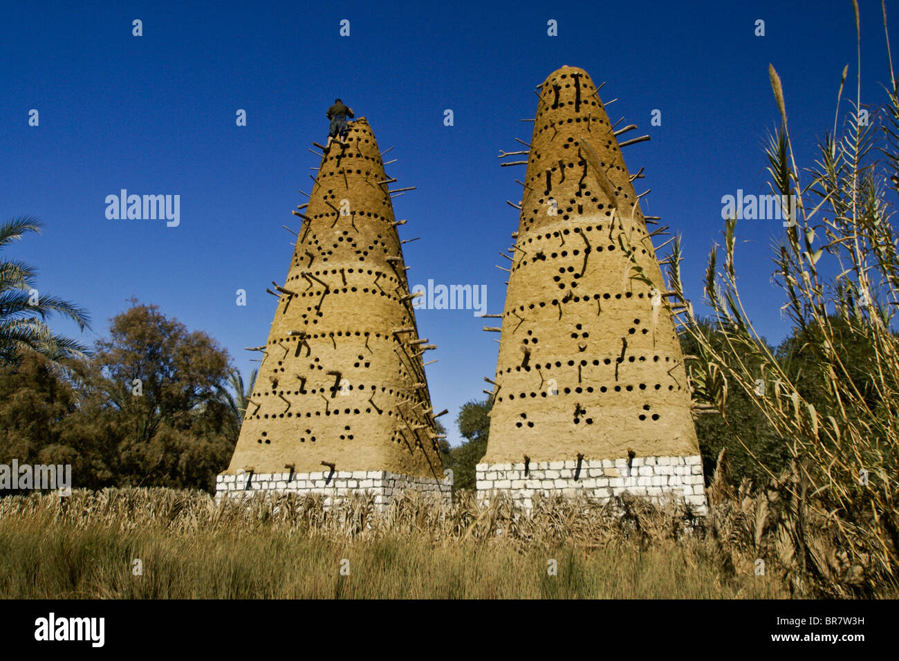 L'uomo costruire una torre di piccione, Oasi di Siwa, Egitto Foto Stock
