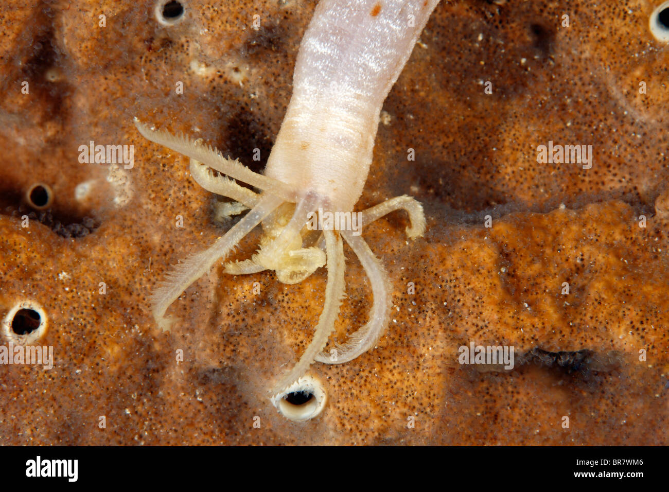 Cetriolo di mare, sia Euapta sp o Synapta sp. Mostra i tentacoli di alimentazione Foto Stock