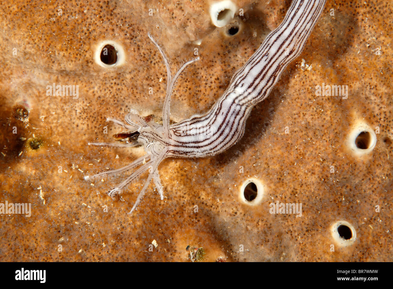 Cetriolo marittimo, Synaptula lamperti, mostrando i tentacoli di alimentazione Foto Stock