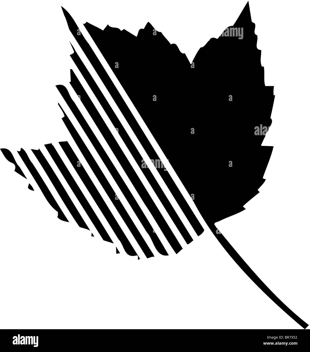 Una foglia di acero con più strisce sul lato sinistro Foto Stock