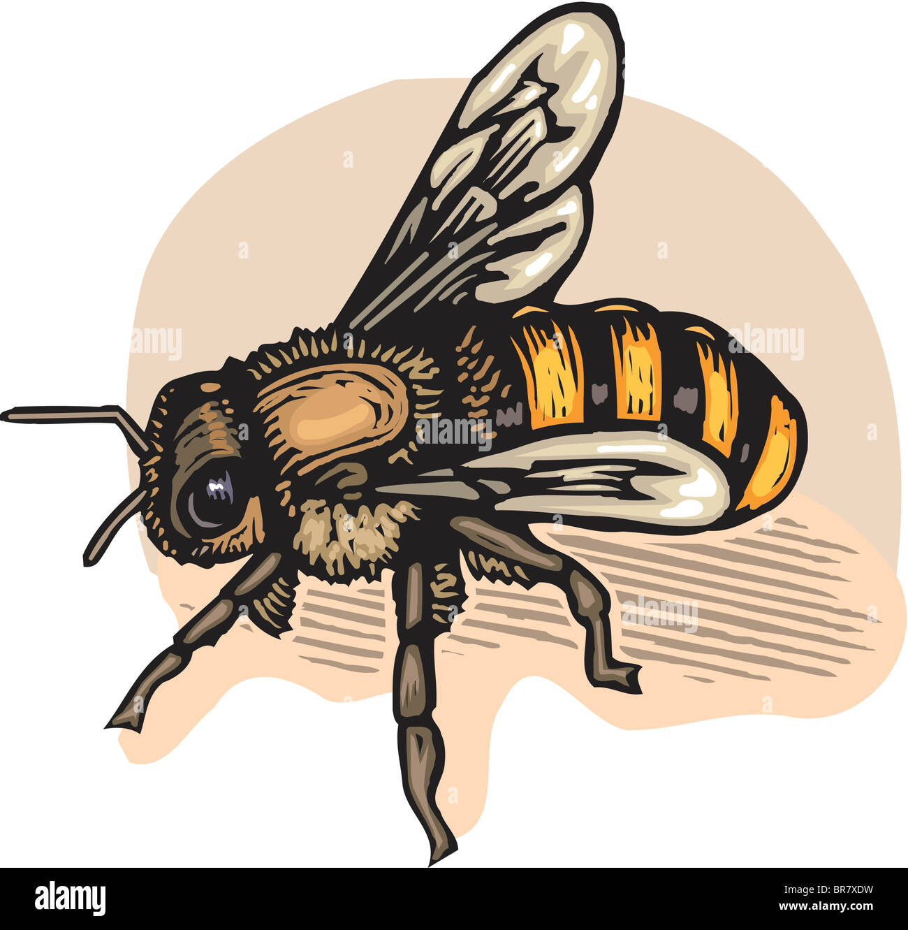 Disegno animato di un ape Foto Stock