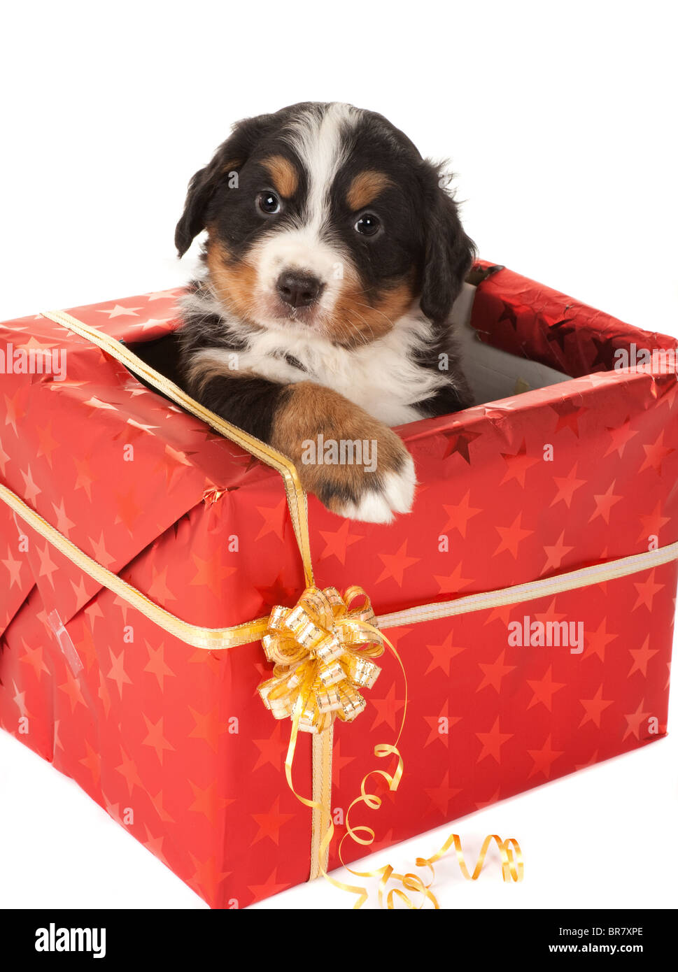 Bovaro del Bernese cucciolo seduto in un regalo di natale Foto stock - Alamy