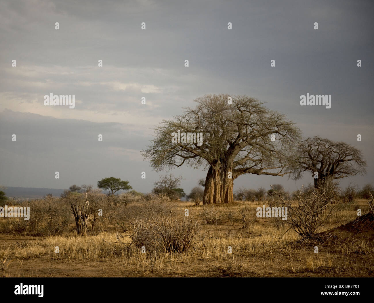 Balboa alberi nel Serengeti, Tanzania Africa Foto Stock