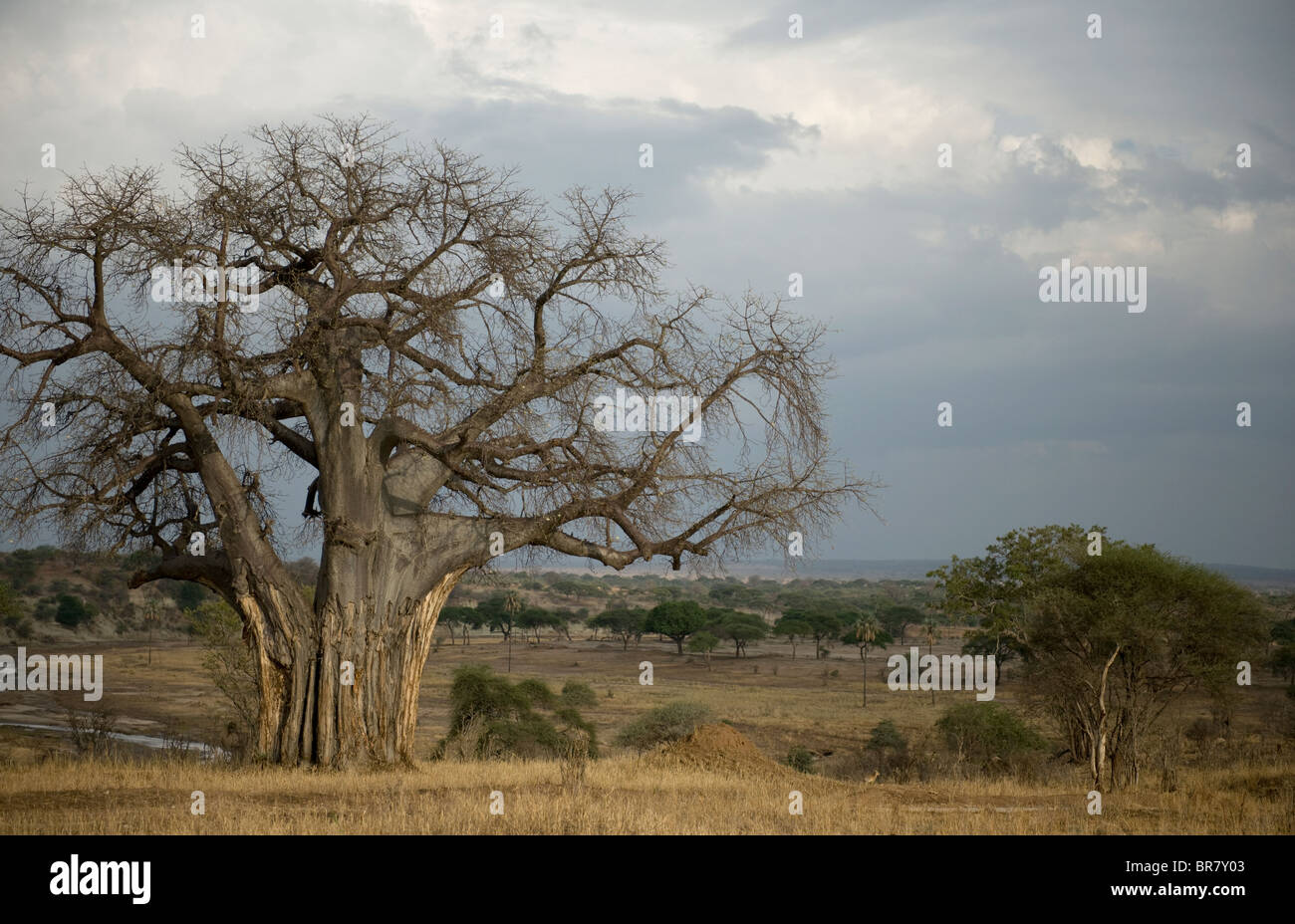 Balboa albero nel Serengeti, Tanzania Africa Foto Stock