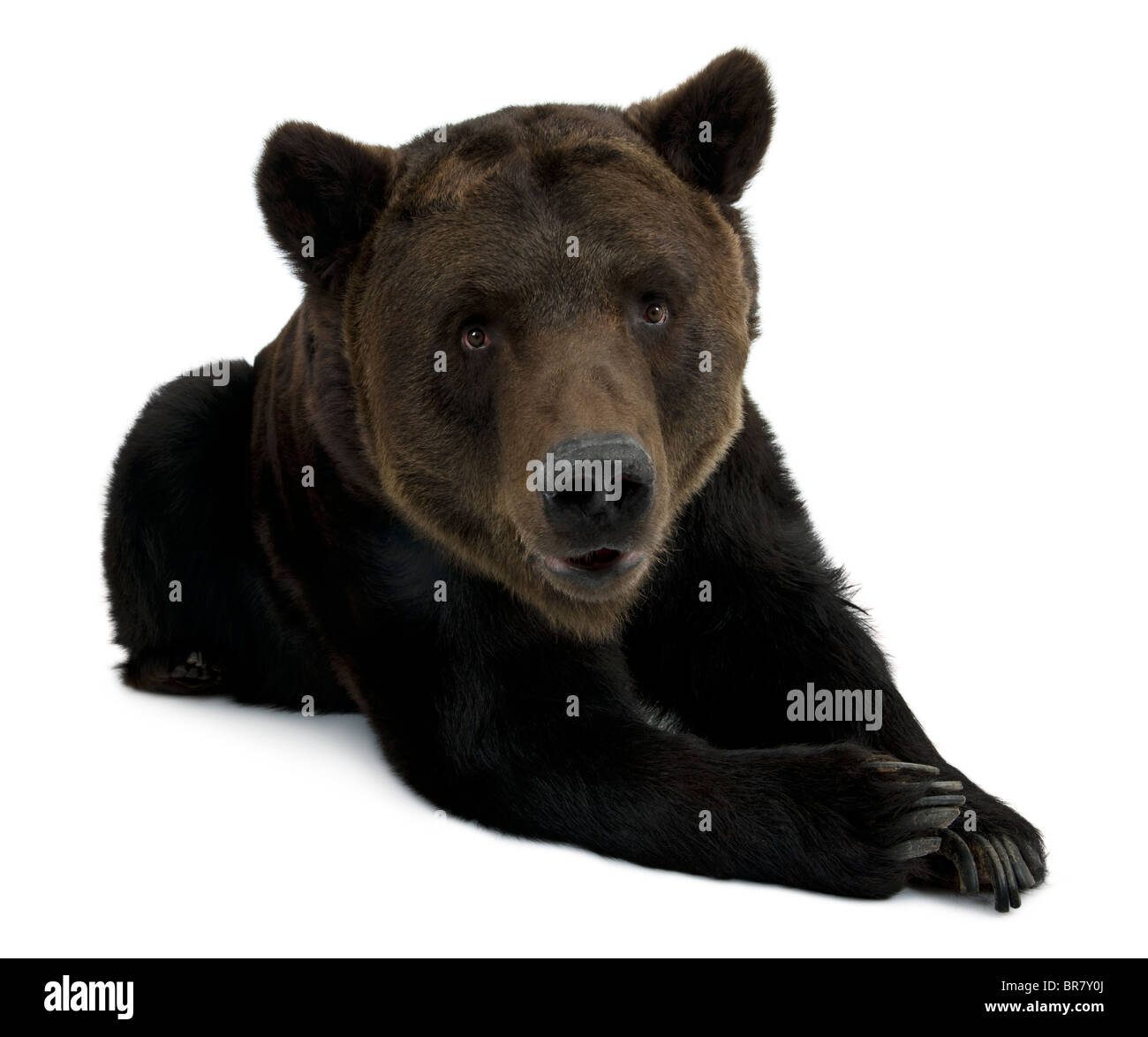 Orso bruno della Kamchatka, 12 anni, disteso di fronte a uno sfondo bianco Foto Stock