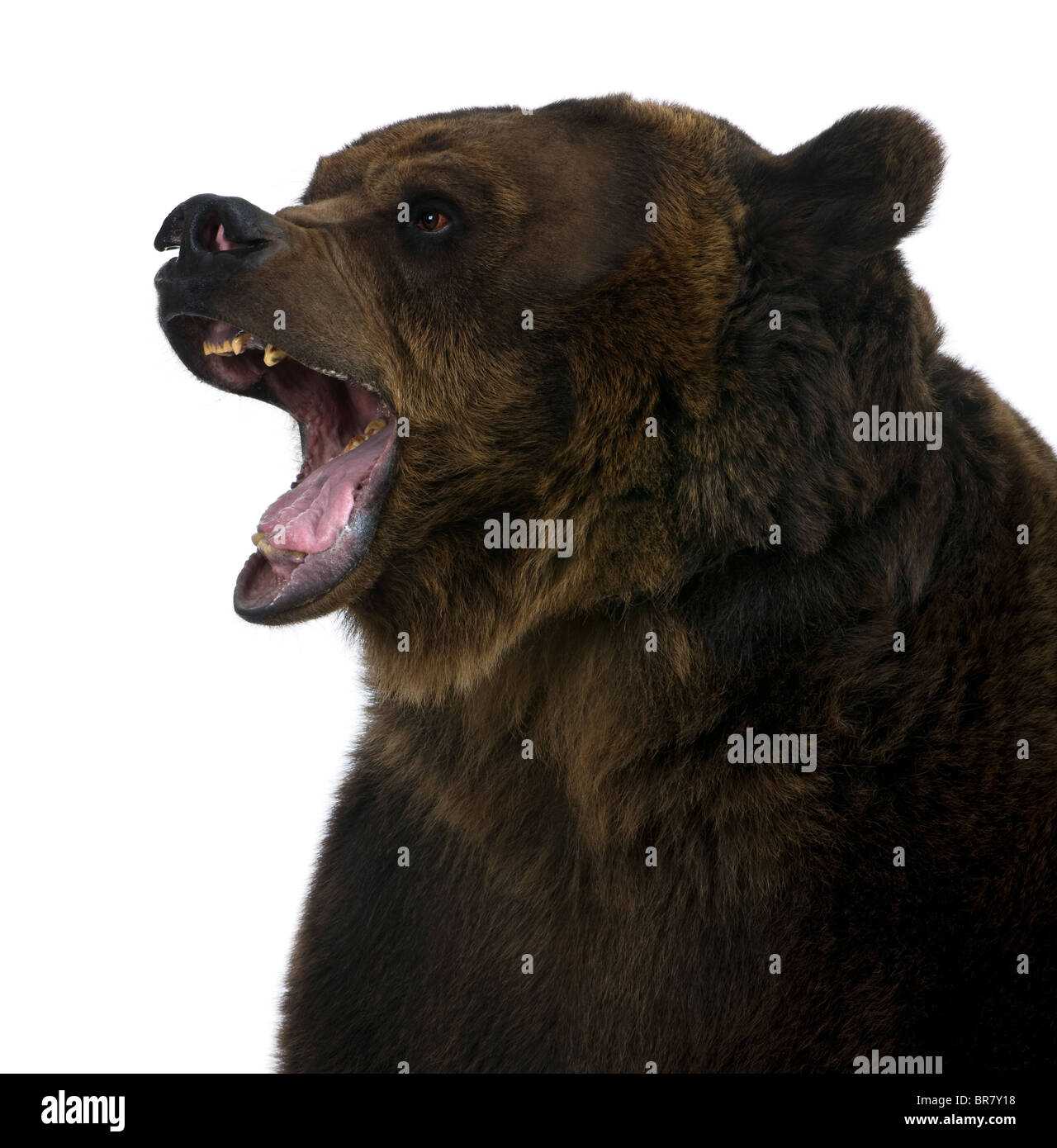 Orso grizzly, dieci anni, ringhiando davanti a uno sfondo bianco Foto Stock
