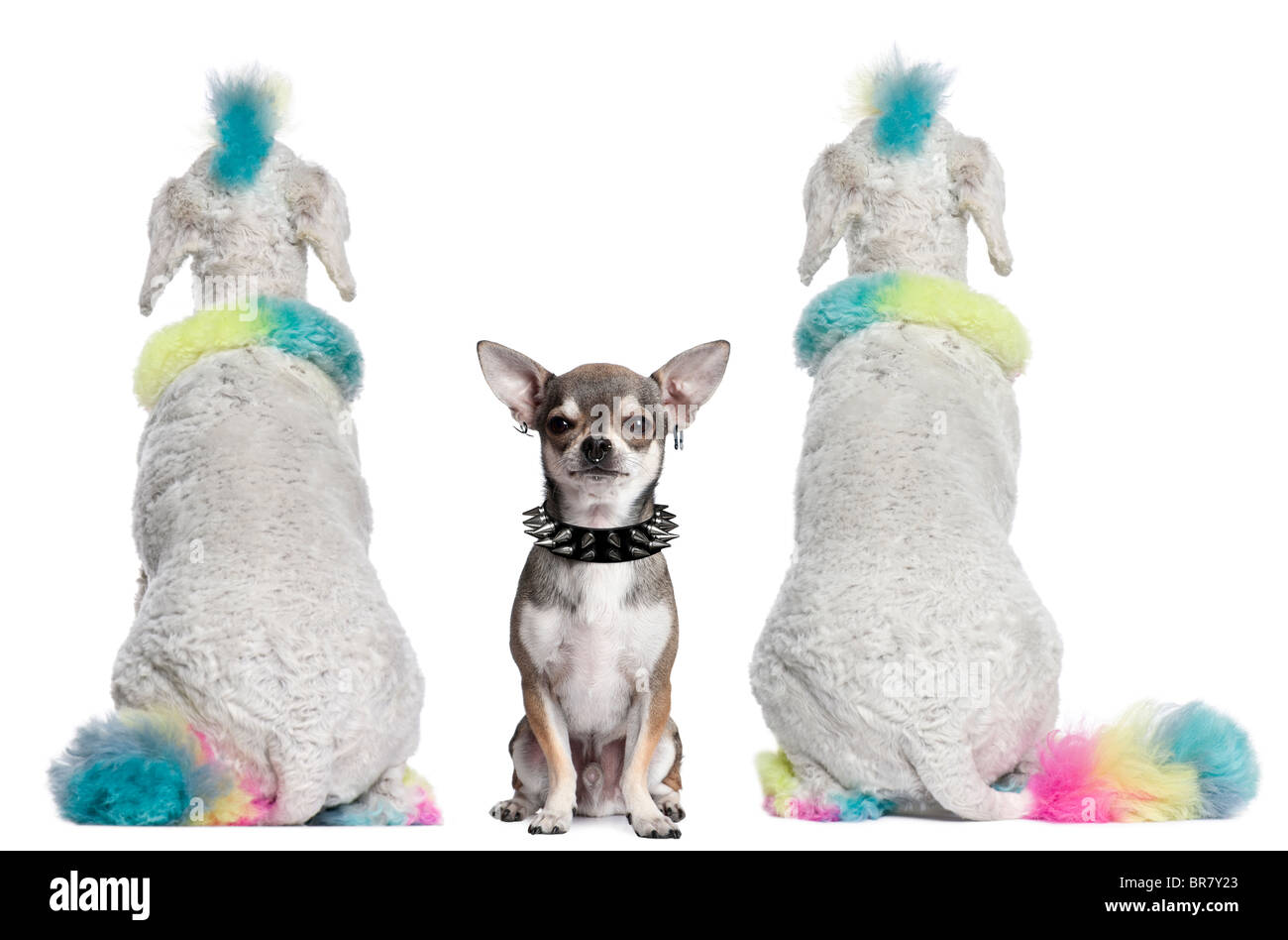 Vista posteriore dei gatti colorati con mohawks e Chihuahua con piercing seduto davanti a uno sfondo bianco Foto Stock