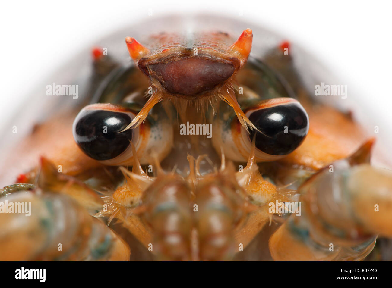Close-up di astice americano, Homarus americanus, di fronte a uno sfondo bianco Foto Stock