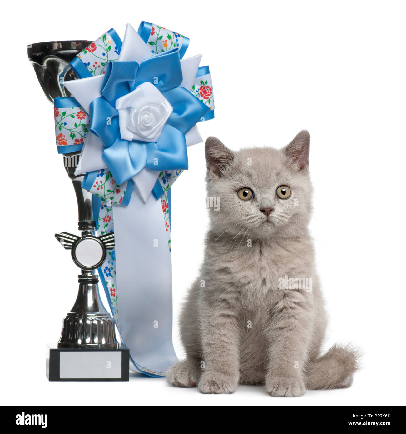 British Shorthair Kitten, 10 settimane di età, seduto accanto a un vincitore premio davanti a uno sfondo bianco Foto Stock