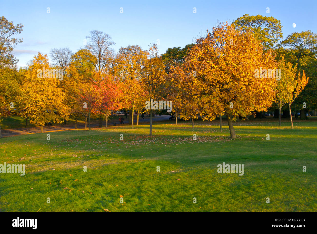 Il parco di Greenwich autunno alberi Foto Stock