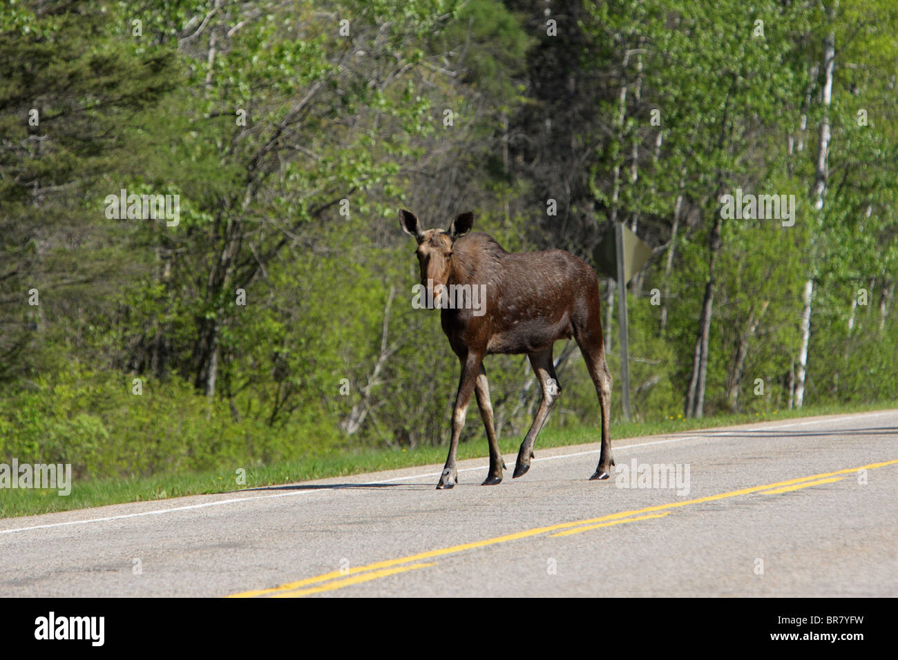 Moose Alces alces camminando lungo il lato di una strada facendo il contatto visivo Foto Stock