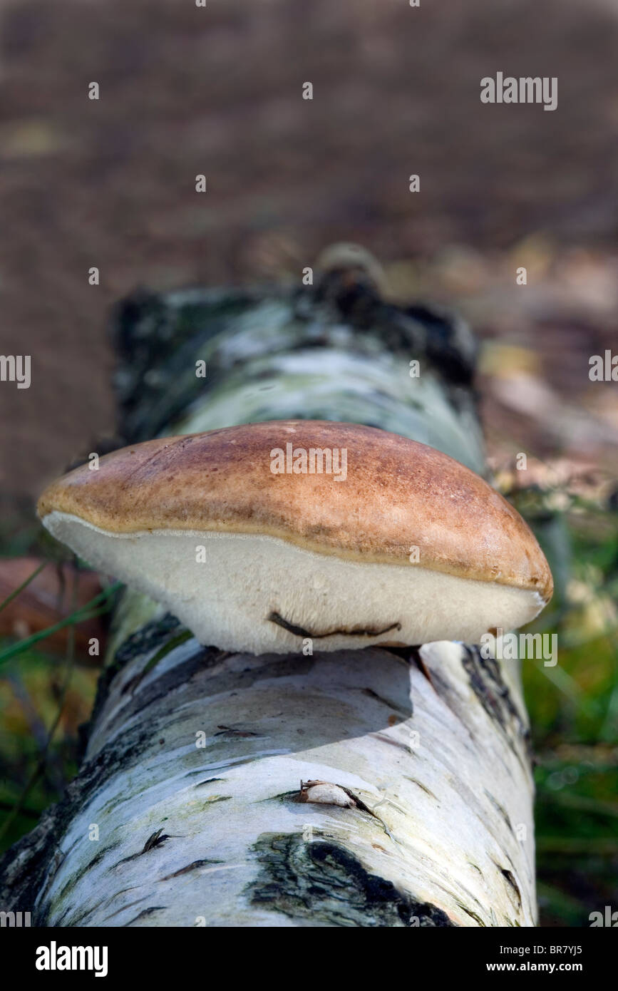 Birch Polypore - Piptoporus Betulinus Foto Stock