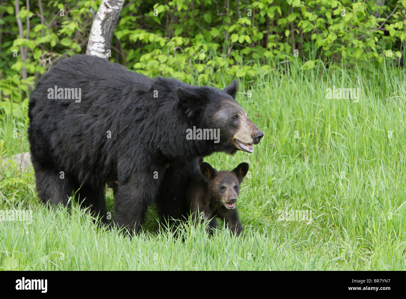 Black Bear Ursus americanus madre in piedi in erba lunga con la sua piccola cub sotto la sua pelliccia Foto Stock