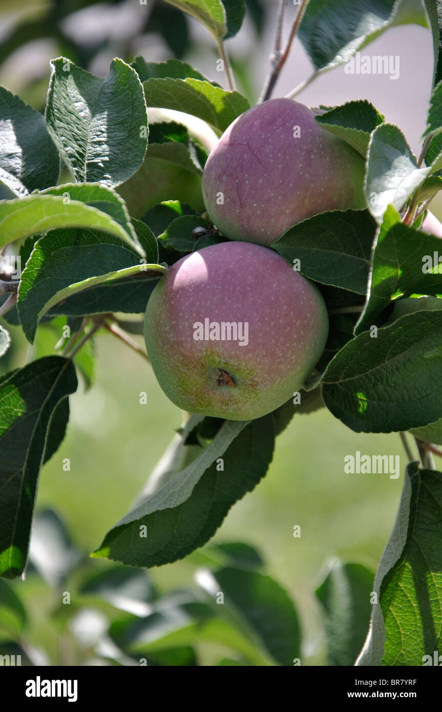 La maturazione delle mele al New England farm, Connecticut, Stati Uniti d'America Foto Stock