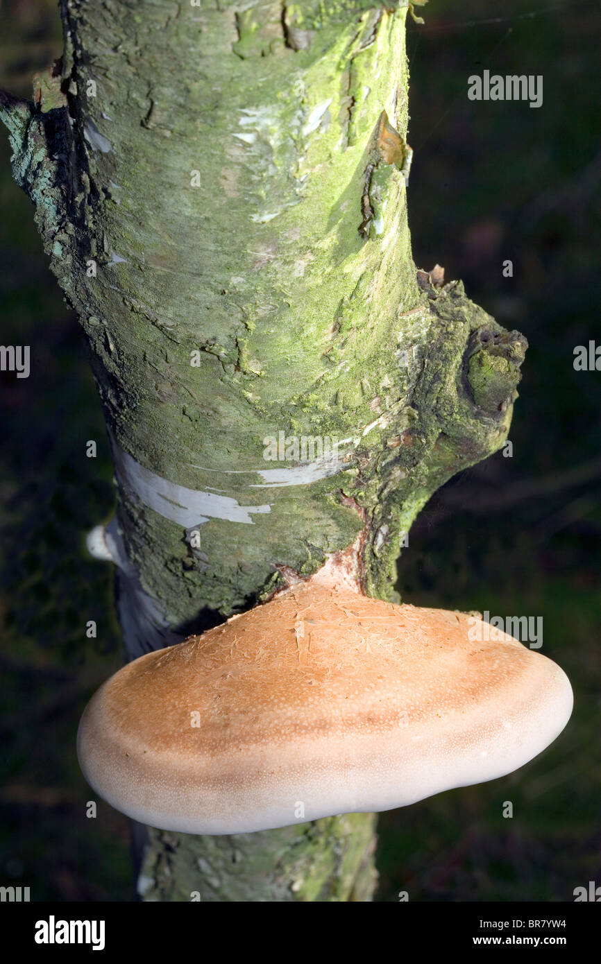 Birch Polypore - Piptoporus Betulinus Foto Stock