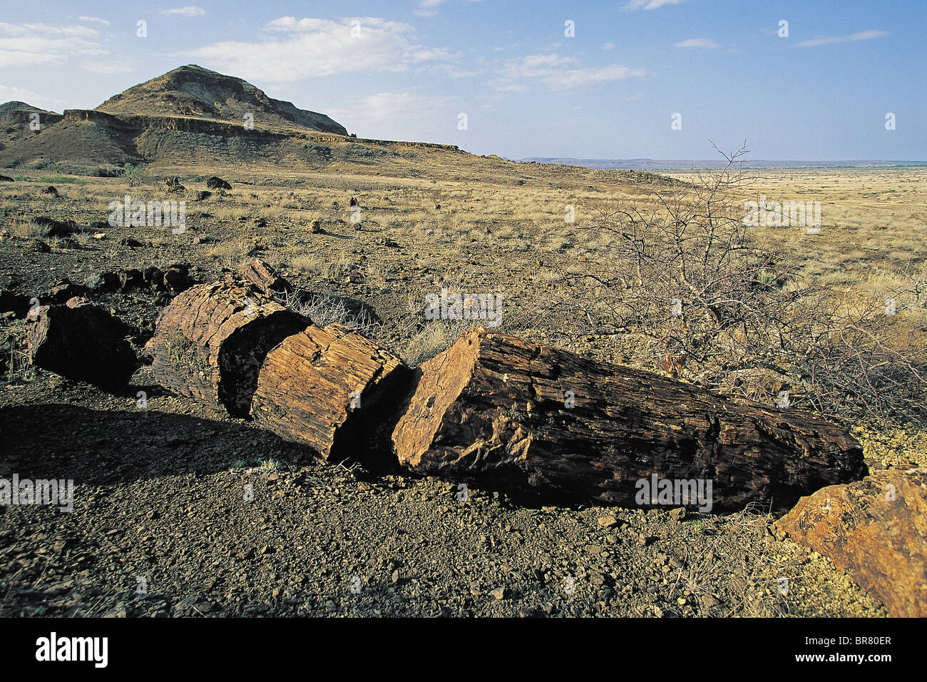 Cinque milioni di anni vecchio legno pietrificato, il lago Turkana in Kenya. Foto Stock