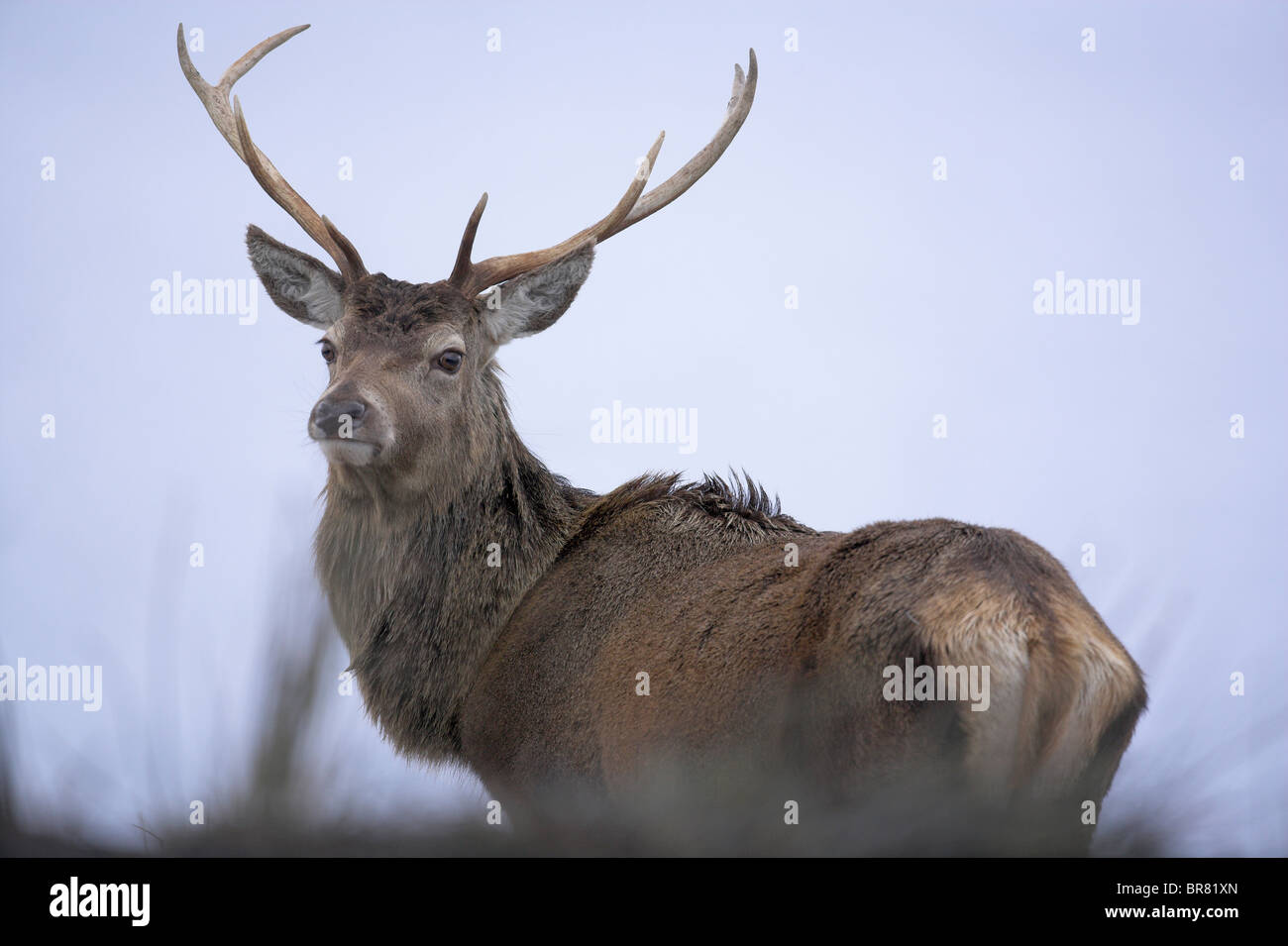 Cervi, Cervus elaphus, Rannoch Moor in inverno, Scozia Foto Stock