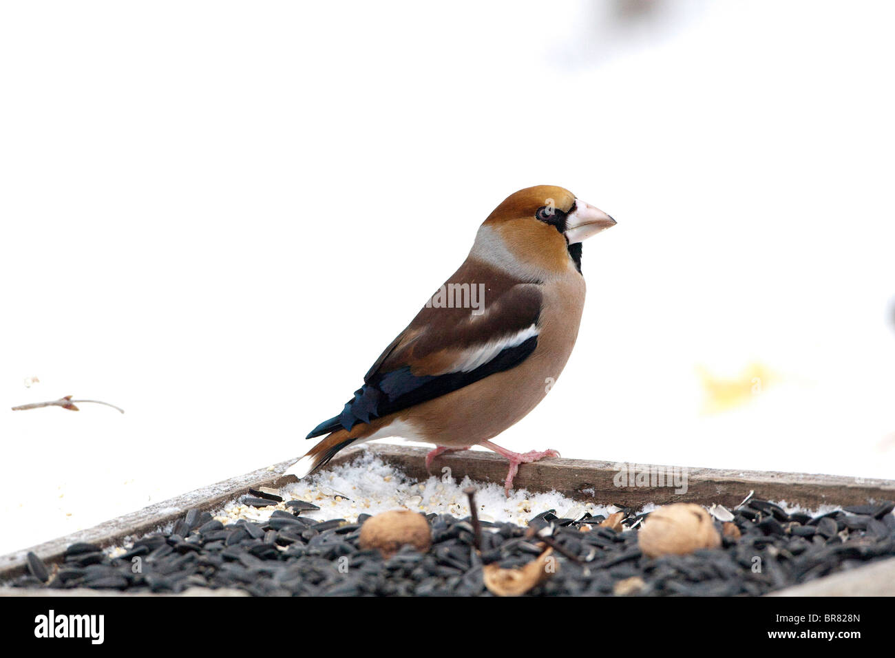 Hawfinch (Coccothraustes coccothraustes) in inverno arroccato su un Bird Feeder Foto Stock