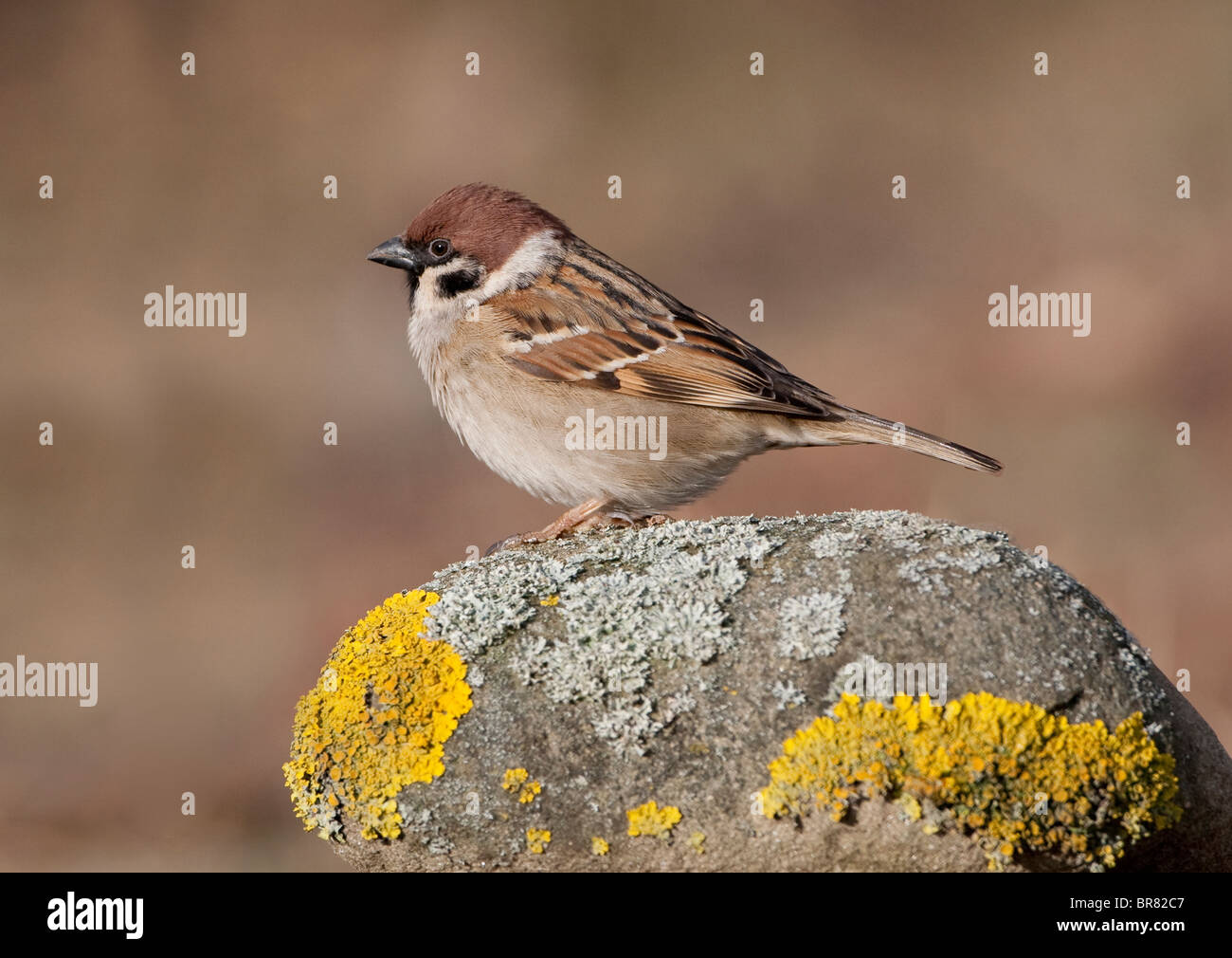 (Eurasian) Tree Sparrow (Passer momtanus) appollaiato su un lichen coperto rock Foto Stock